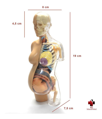 Anatomia Do Torso Gravidez - Grávida Corpo Humano