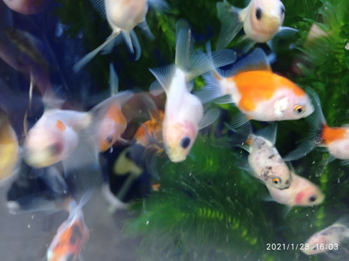 Imagen 11 de 11 de Combo Peces De Agua Fría. Acuario Aquariumba