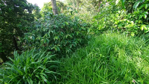 Deja Que El Campo Trabaje Para Ti : Finca En Quipile