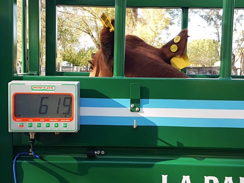 Imagen 8 de 8 de Balanza Movil Para Hacienda Pg 15