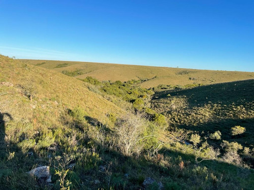 240 Has- Rivera - Ideal Inversor U$ 1500/ha