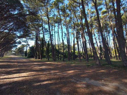 Imagen 5 de 7 de Terreno Lote En Miramar Pegado Al Bosque Vivero Dunícola