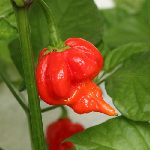 Semillas De Ají Trinidad Scorpion, Más Picante Del Mundo