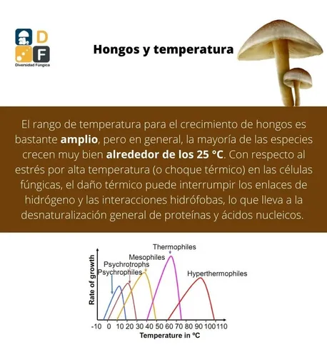 Micelio Liquido De Seta De Ostra Amarilla Pleurotus Citrinop