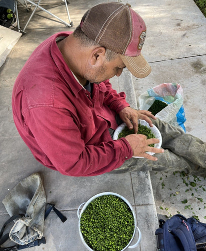 Chiltepín Silvestre Verde Encurtido 200g | Montosa