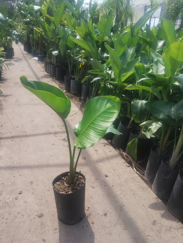 Strelitzia Nicolai - Flor De Pájaro Blanca - Maceta 4 Litros