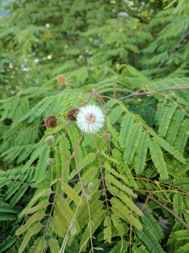 Lysiloma Divaricatum 15 Semillas