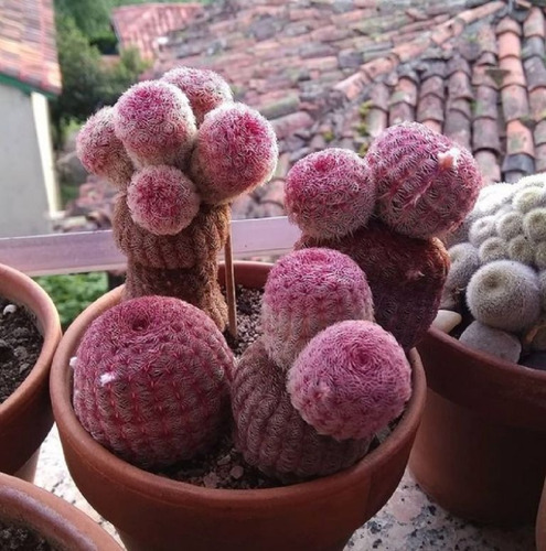 50 Semillas De Cactus Rosa