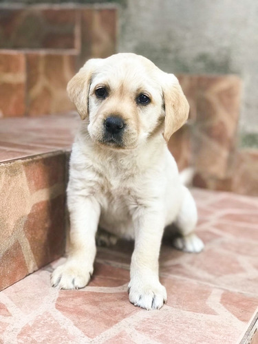 Imagem 2 de 2 de Labradora Fêmea