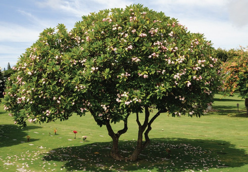 Arrayan De Fruta #3