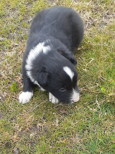 Imagen 2 de 7 de Cachorros Border Collie