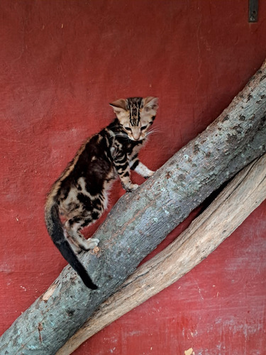 Gato Bengala/bengalí No Persa No Siamés Ni Exótico