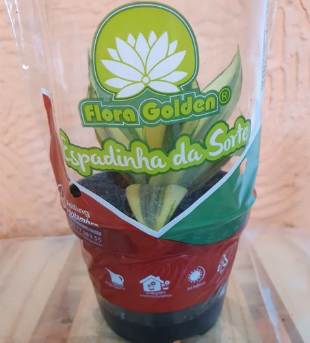 Sansevieria Golden Hahnii P11 - Espadinha Da Sorte