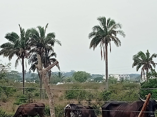 Terreno En Venta En Veracruz Ideal Para Inversión En Mata Cocuite Ver.