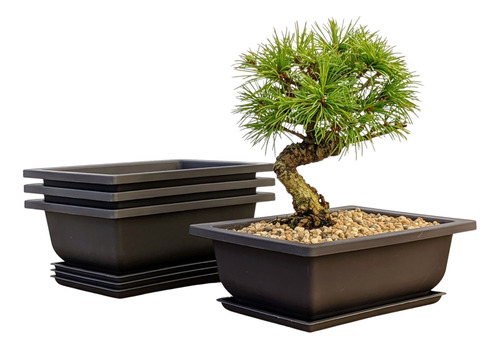 Maceta Para &aacute;rbol Bonsai, 6 Pulgadas