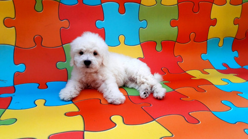 Bichon Frise Celular. 9#5#8#7#4#9#2#7#2 La Molina