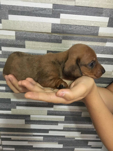 Imagen 8 de 10 de Perros Salchichas Mini 70365966