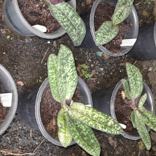 Orquídea Paphiopedillum Delenati Sapatinho Raro Coleção
