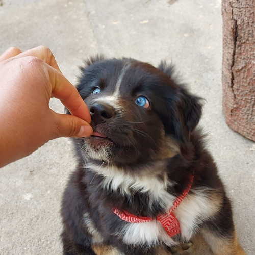 Vendo Hermoso Cachorrito Hasky