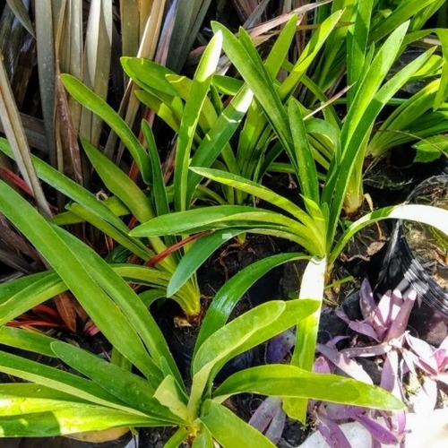 Promo Pack 10 Agapanthus Africanus Flor Azul - M 3 Litros