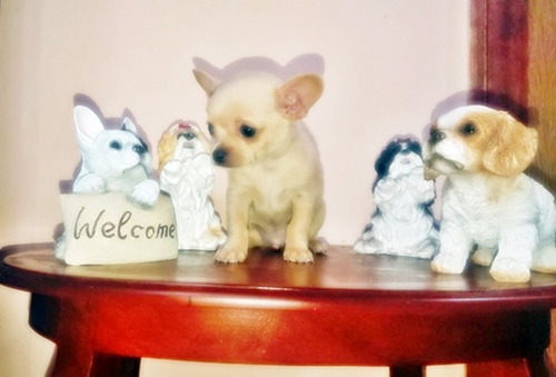 Imagen 1 de 9 de Chihuahua Divinos Cachorros Miniatura Puros