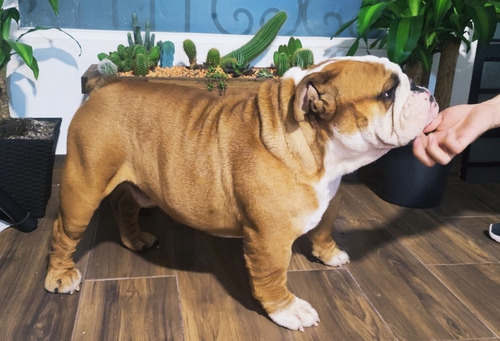 Catálogo De Bulldogs