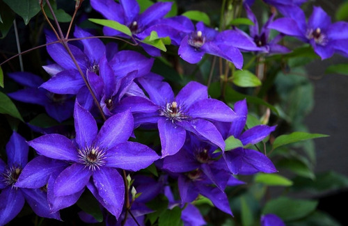 Pack X 10 Semilla Clematis Vines Flores Raras (elegir Color)