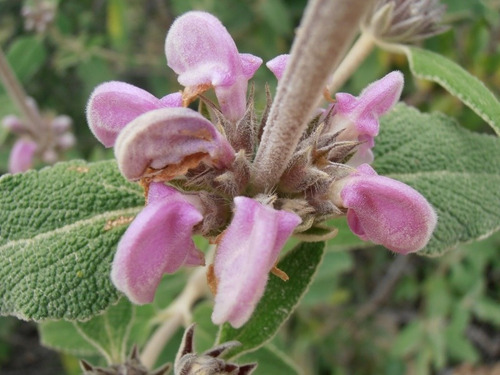 Semillas De Matagallo, Salvia Purpura X 20 Unidades.