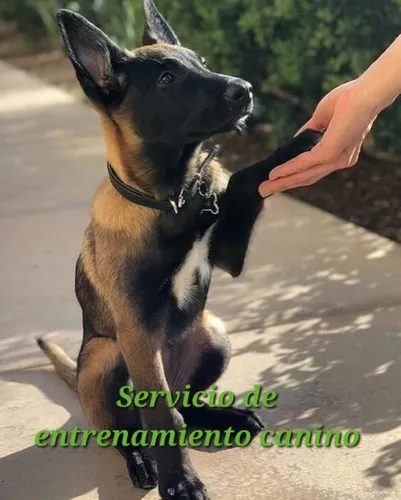 Adiestramiento . Entrenamiento Canino.