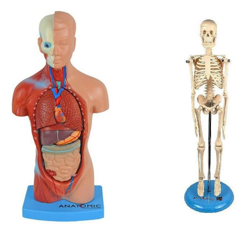Torso Humano De 28cm Em 15 Partes + Esqueleto Humano De 45cm