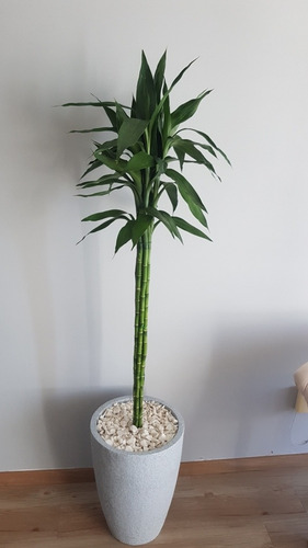 Planta Vara Bambú!!!