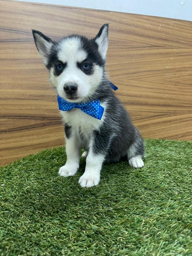 Husky Siberiano, Micro Chip Y Certificado De Autenticidad