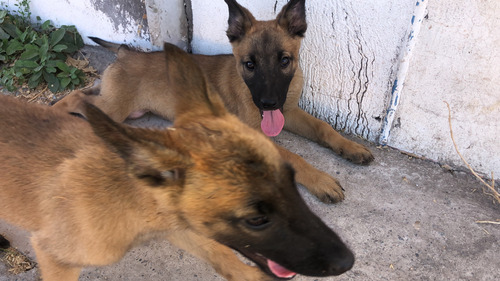 Pastor Belga Malinois 3 Meses Ambos Padres A La Visita Madre