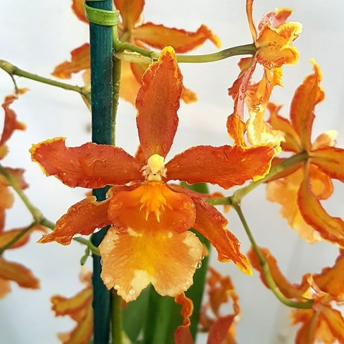 Orquídea Oncidium (odontocidium) Catatante Planta Adulta | MercadoLivre