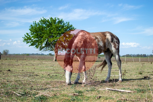 Imagen 6 de 21 de Campo - Chacra De 13,7 Has | Gowland | Mercedes