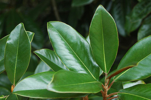 Hojas De Magnolia Frescas 50gr. Orgánicas, Listas Para Té | Meses sin  intereses