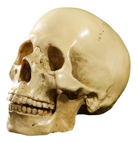 Modelo 1:1 Decoración Anatómica De Cráneo Humano De Resina P