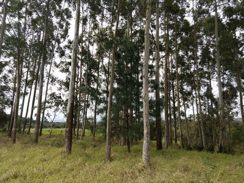 Chácara 5.000 M² - Lomba Grande - Novo Hamburgo - Rs - 1621 - 32420142