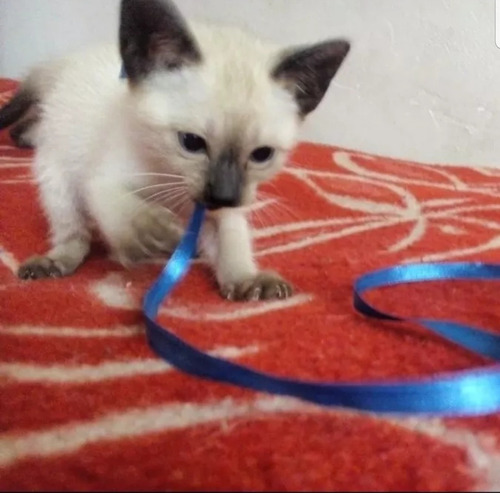 Imagen 10 de 12 de Gatos Siames