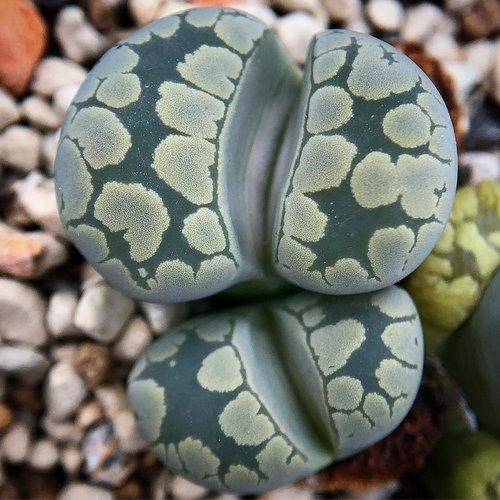 30 Sementes Cacto Pedra Lithops Otzeniana Suculenta P/ Mudas