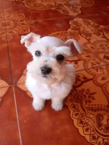 Cachorros Schnauzer 