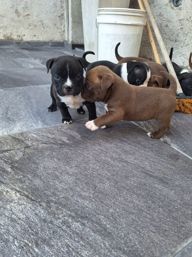 American Bully