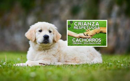 Cachorras Golden Hembritas Crianza Respetuosa Cachorros.