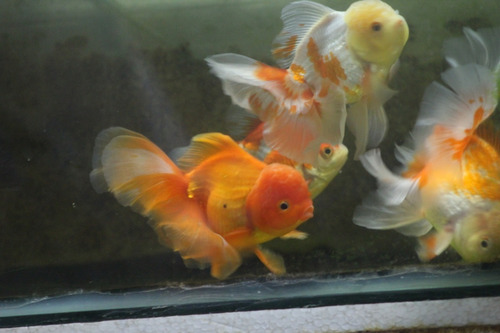 Cria De Goldfish Orandas Padres Tailandeses 