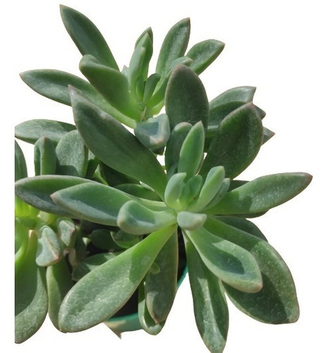 Echeveria Rezry, Maceta 9, Suculenta