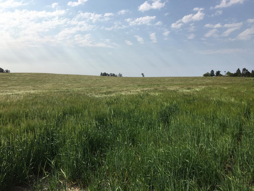 Venta Campo Agrícola-ganadero De 29 Hectáreas, Colonia
