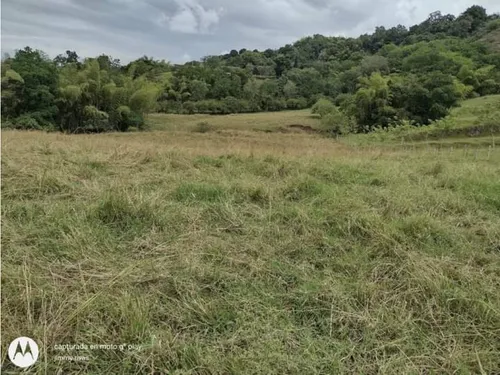 Venta Finca Sector Pueblo Tapao - Cultivada En Pasto - 185 Cuadras