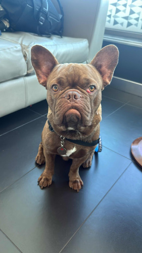 Servicio Bulldog Frances Exótico