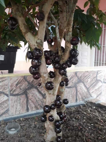Imagem 7 de 14 de 5436 - Casa 2 Dormitórios Piscina Balneário Agenor Mongaguá