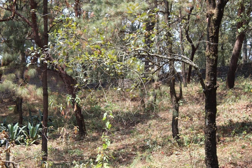 Imagen 5 de 8 de Terreno En Paraje Tetecuintla, Huitzilac, Morelos.